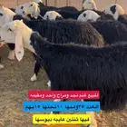 للبيع غنم نجد مراح ومقيمه