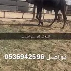 للبيع ثنو لقه سليمت العذاريب