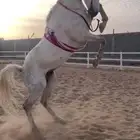 حصان ورق للبيع
