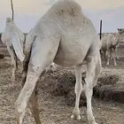 قعدان طيبه