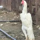 ديك سندي