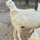 عرض مميز مراح صنف