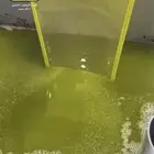 زيت زيتون عصرة جديدة الرياض جامعة الملك سعود متواجد