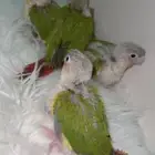 فروخ كنيور باسعار مميزه