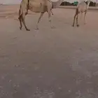 عشراء رباع