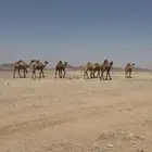 ابل صفر للبيع