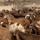 80 راس طليان حمري دهم