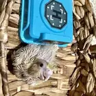 فرخ   كروان لا تينو