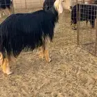 فحل نجدي مشروط تم البيع