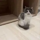 قطه انثى