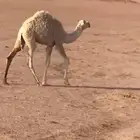 قعدان للبيع