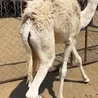 حوار لباني شراكه ارباع