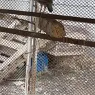 ذكر قهد (شنير) للبيع