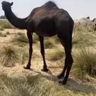 للبيع لقيه
