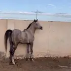 مهر شعبيي