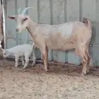 عنز مشروكه