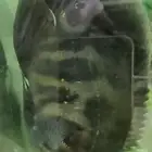 للبيع سمكة الاوسكار الافريقي