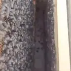 نحل بلدي للبيع خلاياء حديثة 55 خليه