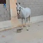 حصان عربي
