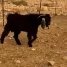 تيس عارضي صنف