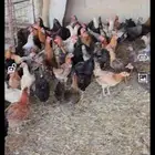 دجاج بلدي بياض