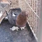للبيع حمام تركي