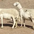 حريات صنف منوة ألقاني (تم البيع)