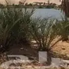 بحيره يوجد فيها أسماك البلطي والعرموط للبيع