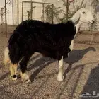 رخل جذعه دافع