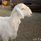 مطلووب رخال او ضان مقاني