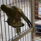 للبيع جوز دره هندي منتج