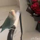 روز للبيع أليف