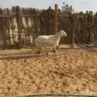 فحل حري ثني