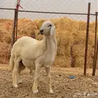 مشروع صنف الصنف