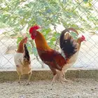 دجاج بلدي