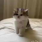 قطة كتن صغيرة