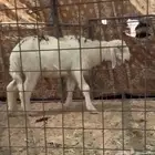 خروف نجدي