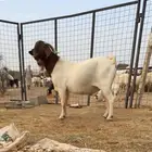 تيس بارقوت مشروط