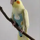 حفاضات طيور