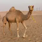هجن كتبيه كفو متلي بعير ابن فطيس السوداني