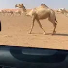 ناقه