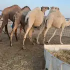 حشو قصب بكار حقايق