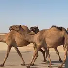 لقحه جذعه ملاقي