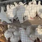 الطايف