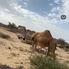 لقحة حمرا شمالية ملاقي كفو للبيع