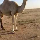 لقحه وضحا