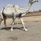 خلفه وضحى طهيميه تحتها بكره طهيميه
