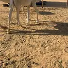 قعود عمره 10 شهور فل