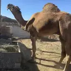 فحل طيب وانتاجه طيب