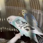 عصافير للبيع مع جميع اغراضها (القفص-الاكل-حامي القفص)